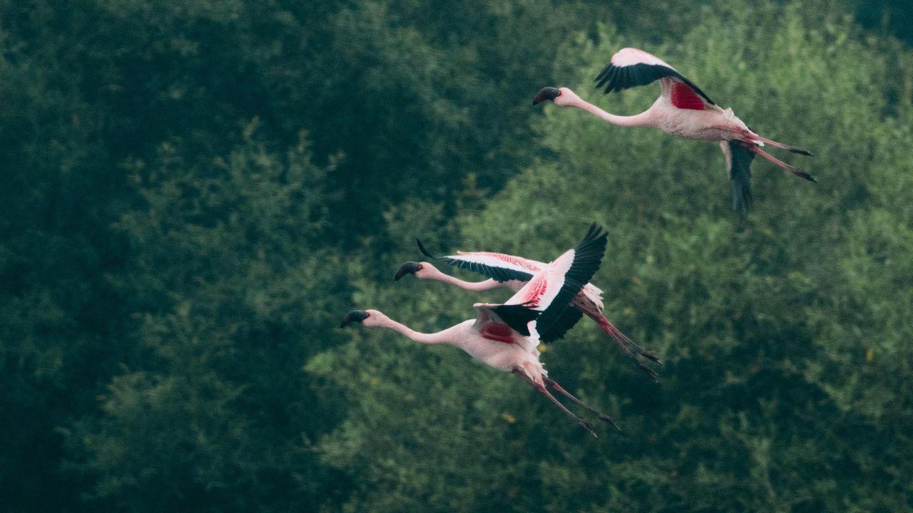 It is also the first Ramsar site located within a metropolitan area. This is Maharashtra's third and India's 72nd site to be granted Ramsar status