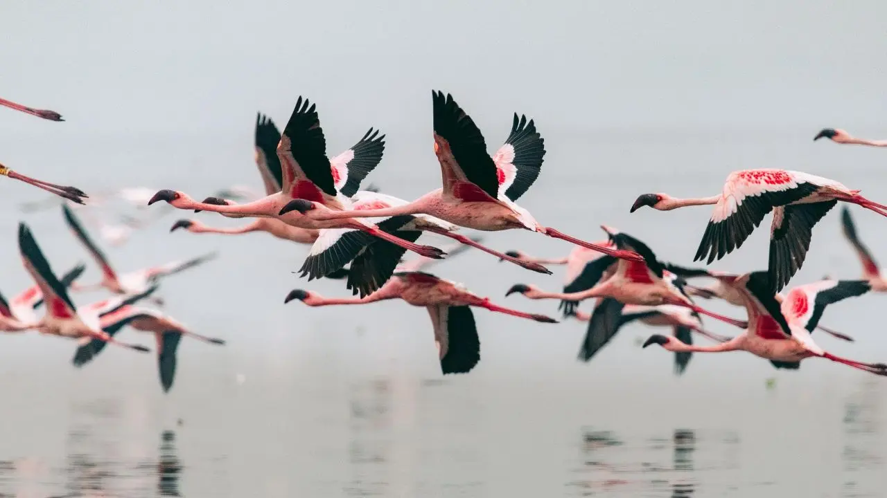 Birdwatching and ‘Flamingo Boat Rides’ are available for tourists to explore the creek