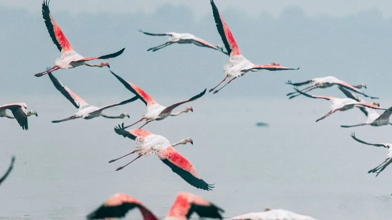 Following the ‘Malvan Marine Sanctuary’ in Sindhudurg, this is the second marine sanctuary in Maharashtra