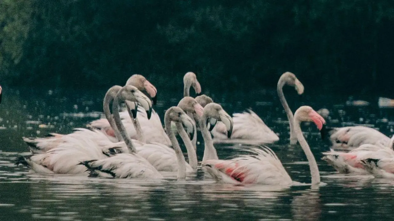 IN PHOTOS: Graceful lesser flamingos spotted at Thane Creek Sanctuary