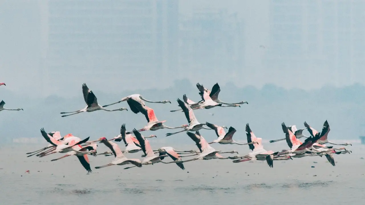 Thane Creek is one of the largest Ramsar sites, covering an area of 6,500 hectares, including an Eco-Sensitive Zone