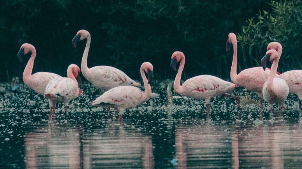 The Mangrove Cell has undertaken a major project to conserve bird life in the rich mangrove area of Thane Creek
