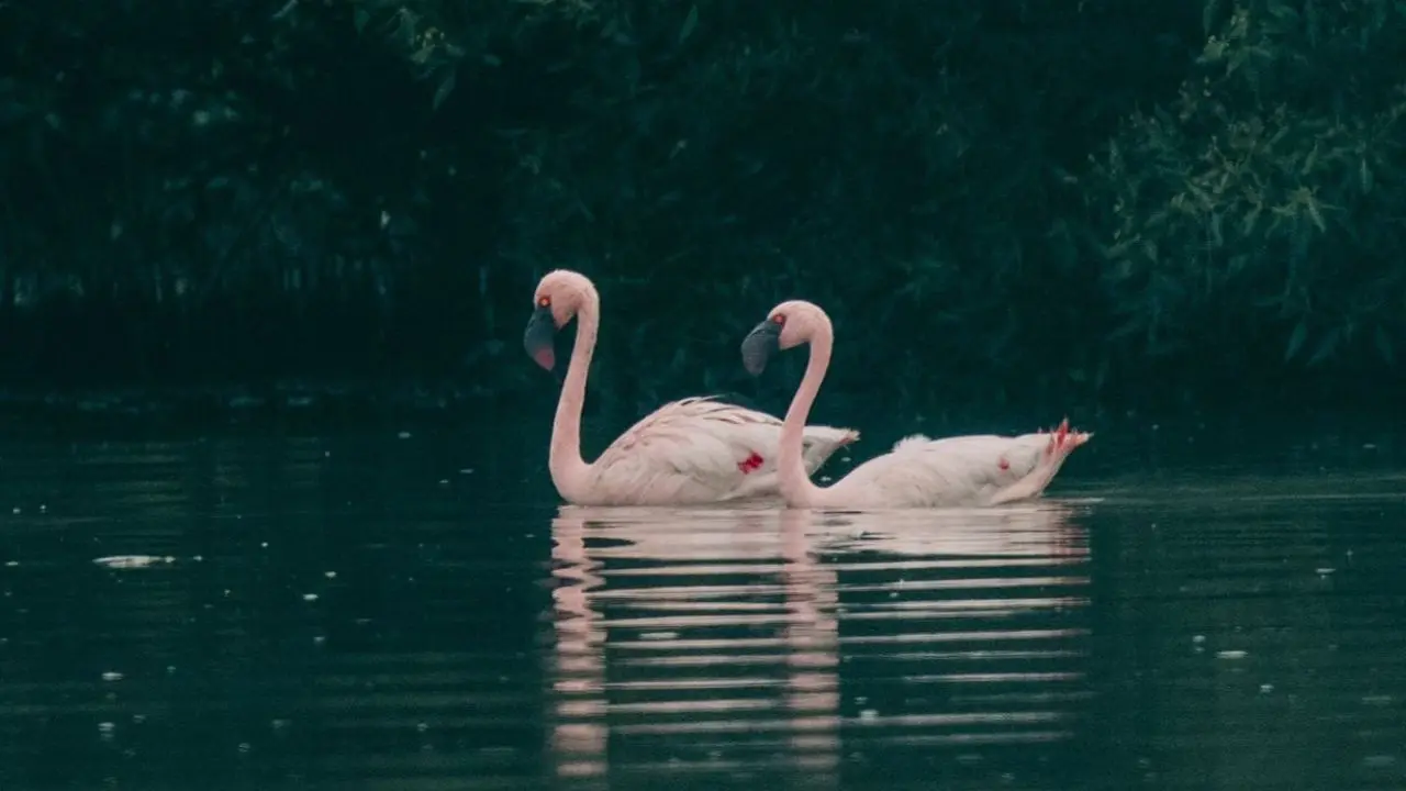 The flamingo is a tall, pink bird with a downward-curved beak, long and graceful legs and neck, large wings, and a small tail