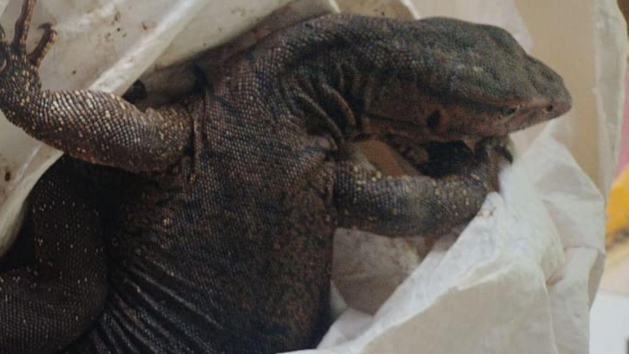 The Indian Monitor Lizard is protected under Schedule 1 of the Wildlife Protection Act, 1972, and any trade involving the animal or its body parts is an offence under the Act