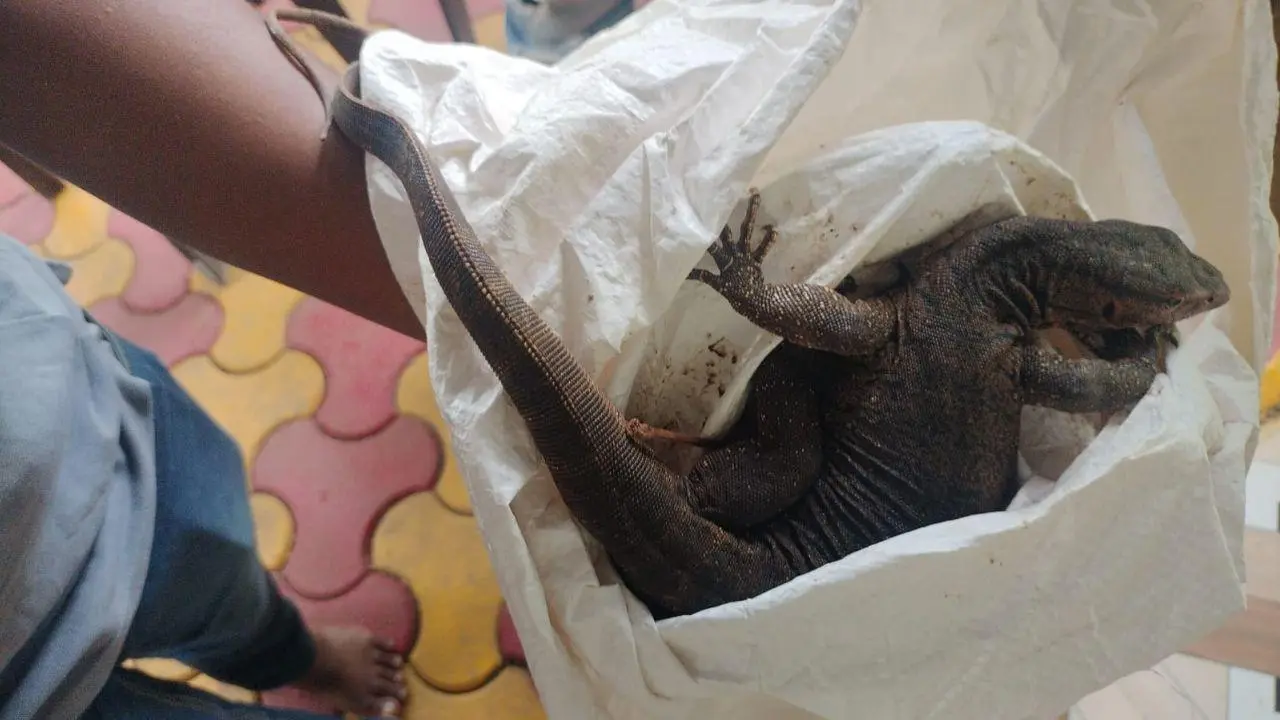 IN PHOTOS: Shiv Sena (UBT) leader saves injured monitor lizard at Aarey Colony