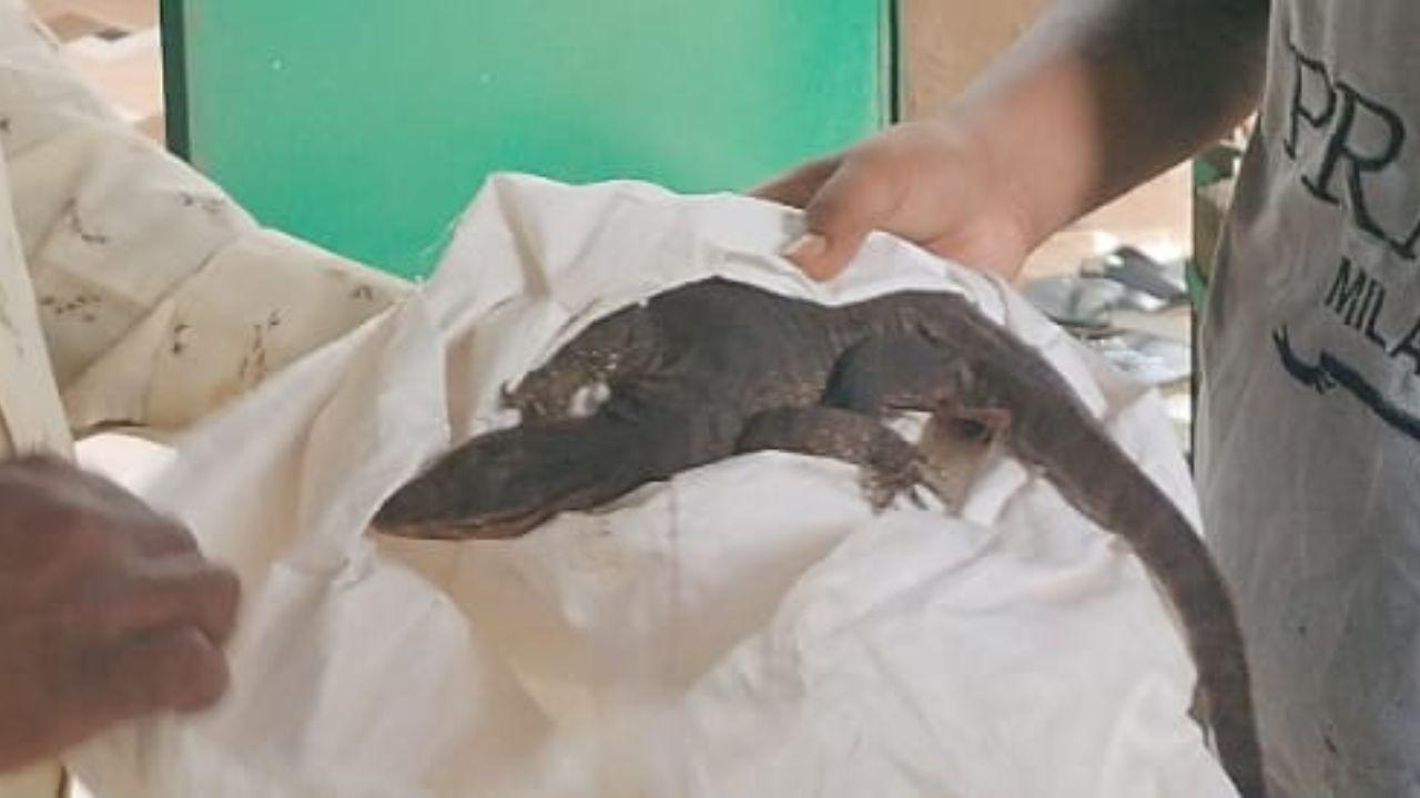 The lizards are usually hunted for food and also killed for their leather