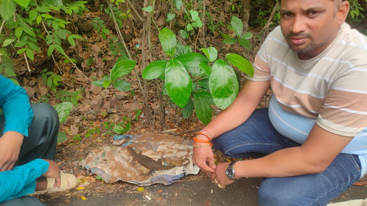 The Forest Ranger will now send the monitor lizard to the wildlife veterinarian for further treatment