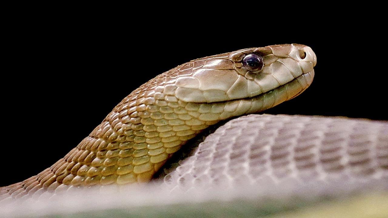 A black mamba. PIC/ISTOCK
