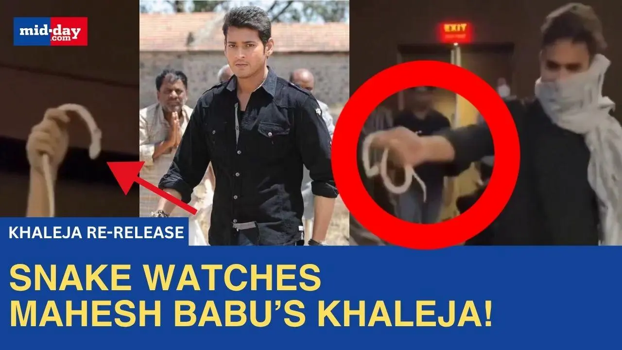 Khaleja 4K: Snake brought inside theatre, missing scenes anger Mahesh Babu fans