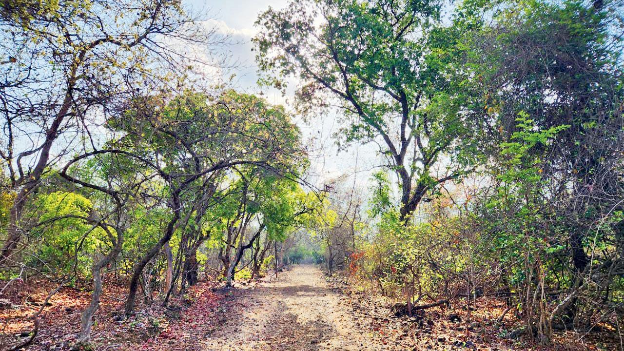 Shilonda Trail at Sanjay Gandhi National Park. Pic Courtesy/SGNP