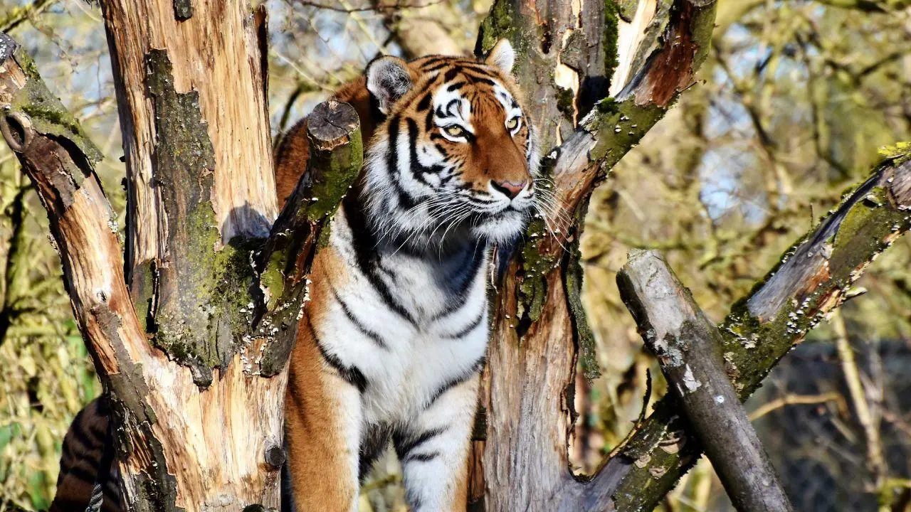 Woman mauled to death by tiger in Maharashtra's Chandrapur