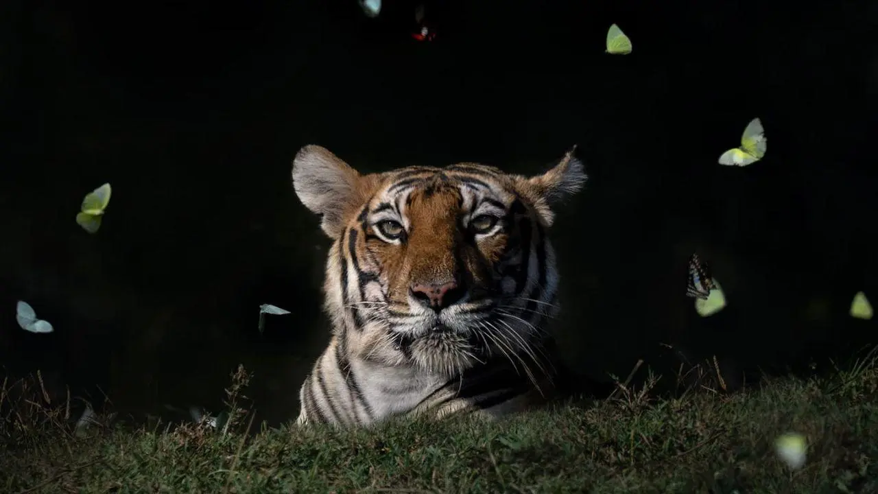 IN PHOTOS: Majestic tigress in Kabini, surrounded by fluttering butterflies