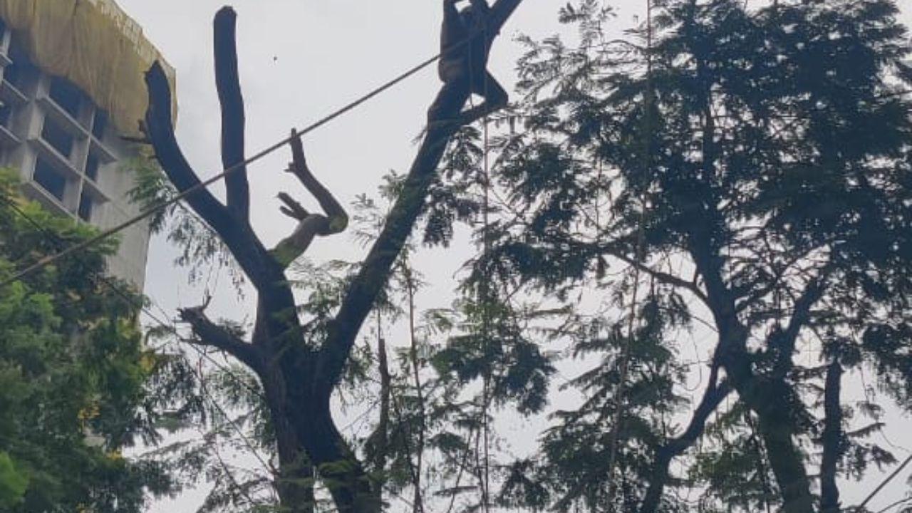As the skies darken and the city braces for its annual rendezvous with the rains, the quiet diligence of these workers serves as a reminder of the resilience and preparedness that keep Mumbai moving, rain or shine