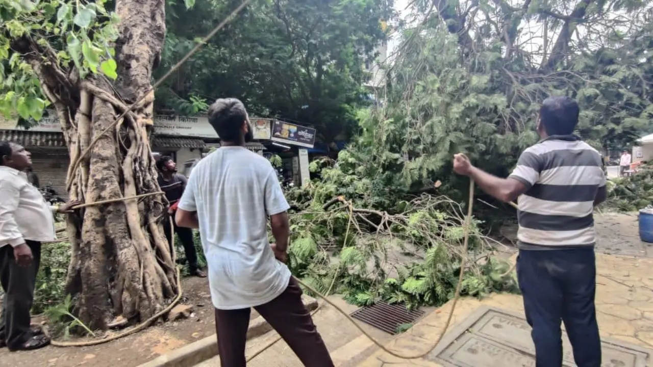 The act of trimming trees may seem routine, but it plays a significant role in preventing accidents caused by falling branches or toppled trees, which could otherwise disrupt daily life in this bustling metropolis