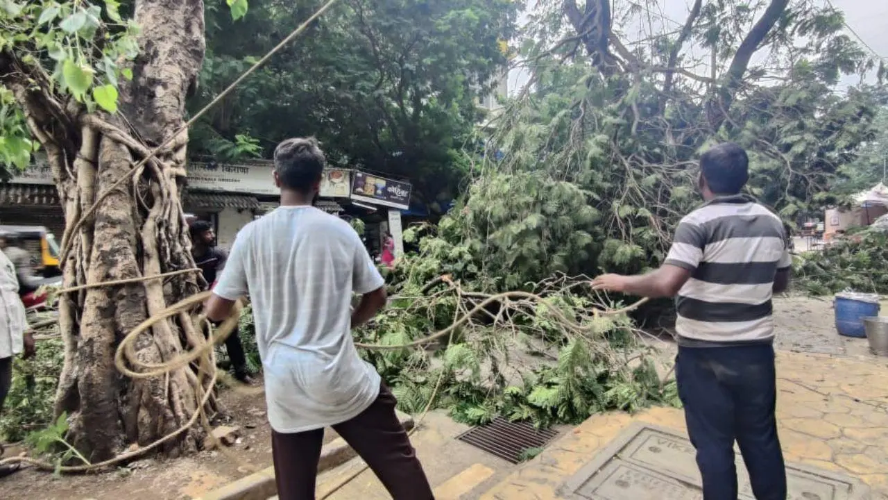 IN PHOTOS: BMC contractors trim trees to protect Mumbai from monsoon chaos