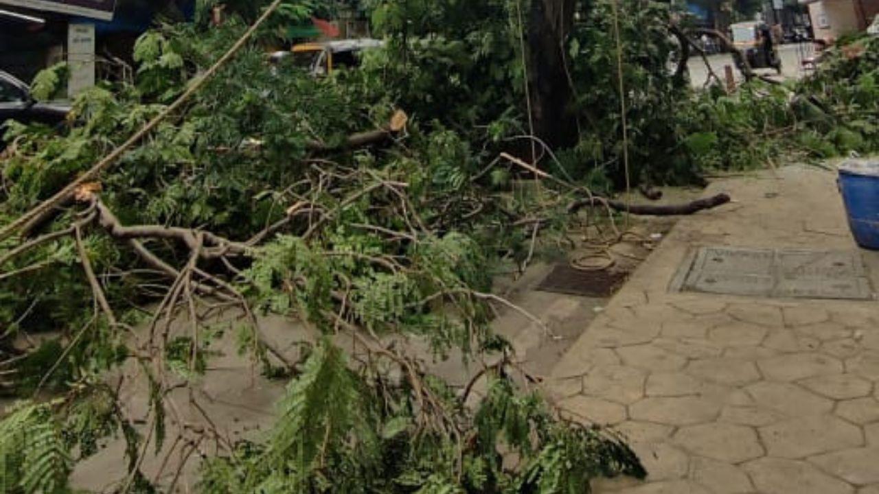 As Mumbai gears up for another bout of intense rainfall, the sight of workers trimming trees serves as a quiet testament to the city’s resilience and readiness