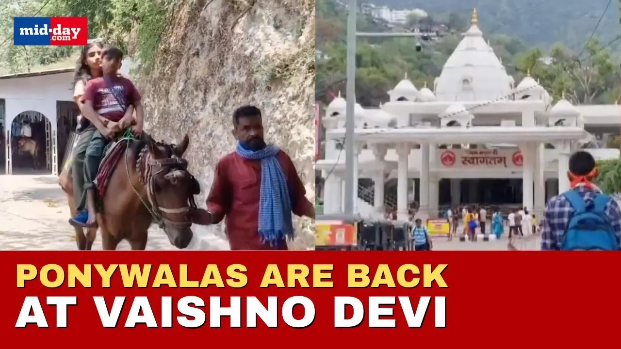 J&K: Rising pilgrim numbers bring back Ponywalas at Vaishno Devi