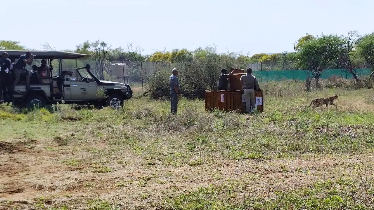 A cheetah being released from its quarantine in the presence of President Draupadi Murmu