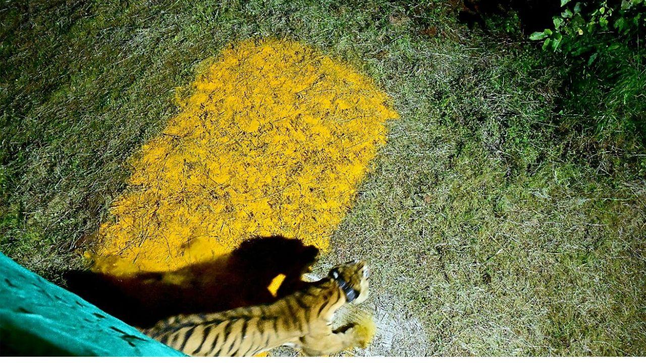 The successful translocation of the T20-S-2 tigress marks a significant milestone for tiger conservation in Maharashtra