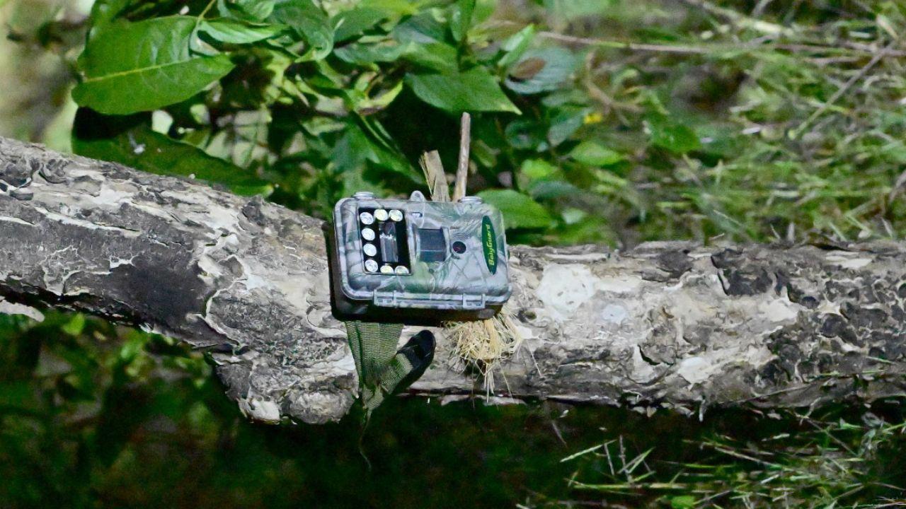 Visuals of Tigress T20-S-2 were captured on the trap camera installed by the forest department inside the forest