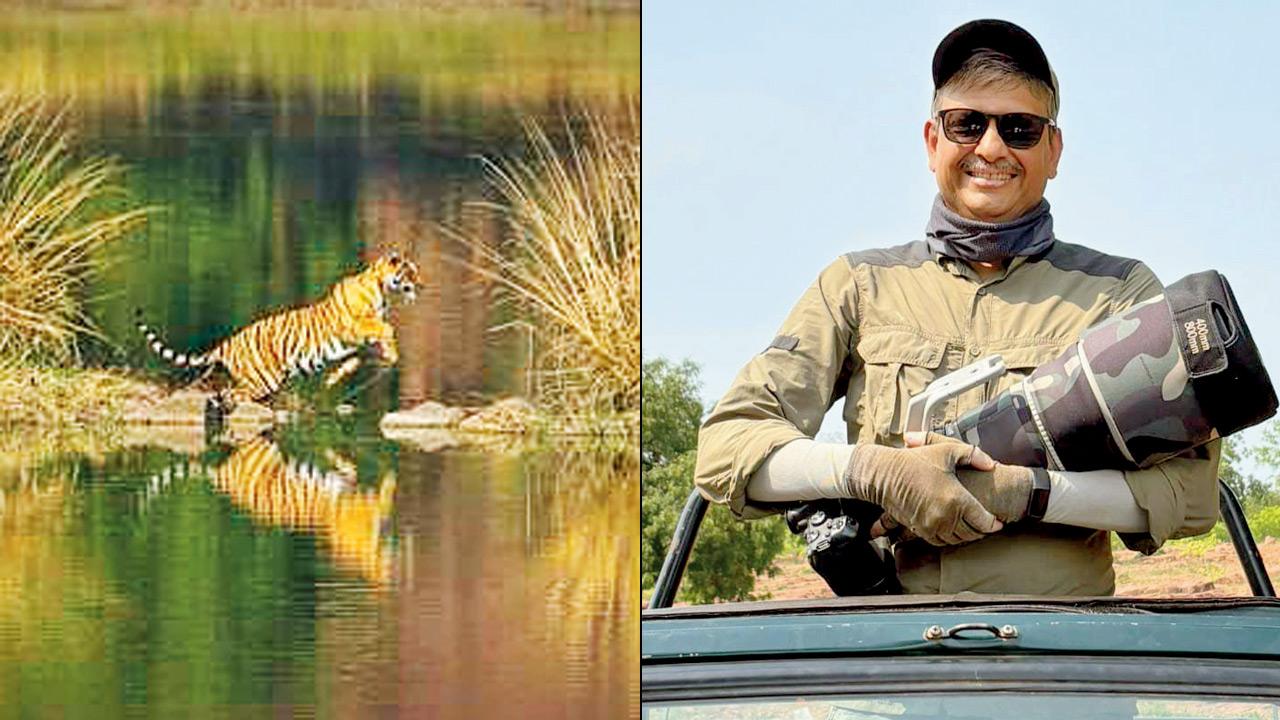 The Royal Jump, clicked by Abhijit Chattopadhyay (above) at Ranthambore National Park. Pics Courtesy/ Abhijit Chattopadhyay