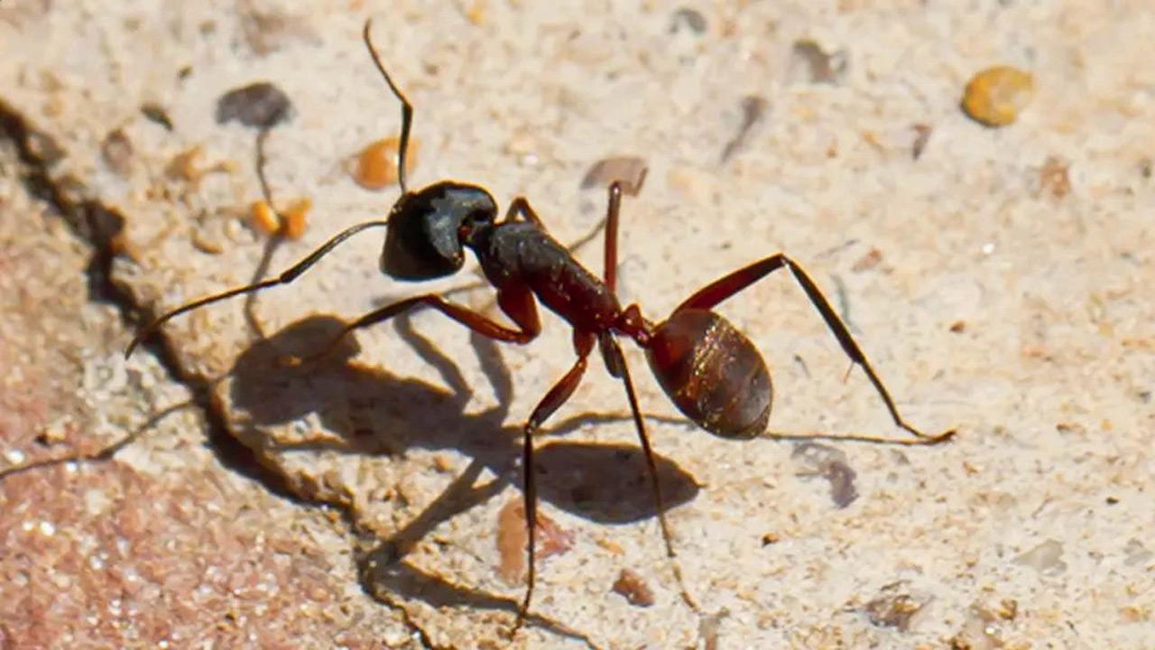 Robots get ‘brain’ system inspired by birds, ants