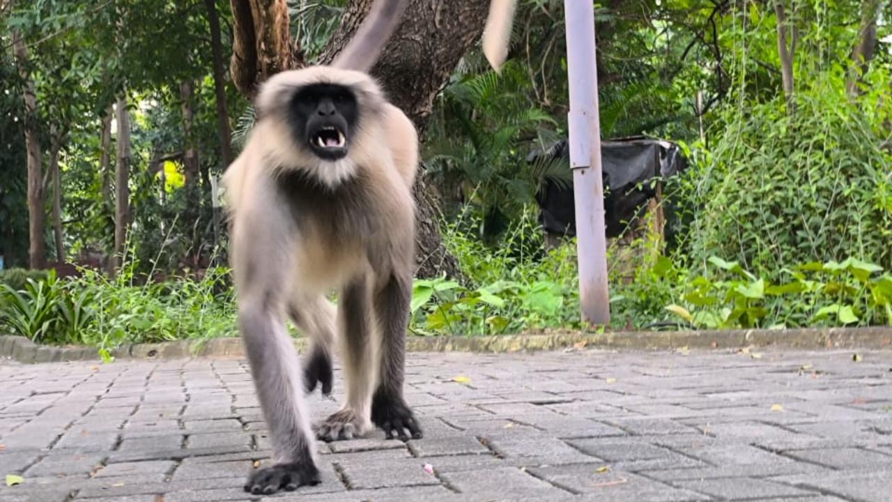 <p>On October 8, mid-day revealed how visitors and students had raised concerns about a grey langur frequently seen on the campus as well as the nearby Metro station and Andheri Sports Complex, among other spots.&nbsp;</p>