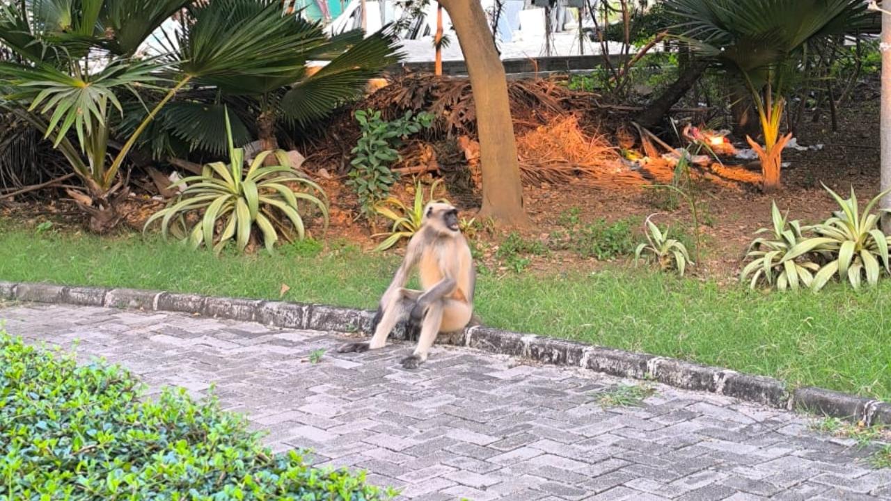 <p>Forest department sources told mid-day that the langur that was earlier captured from the college campus by the Sanjay Gandhi National Park rescue team was released back into its natural habitat far away.</p>