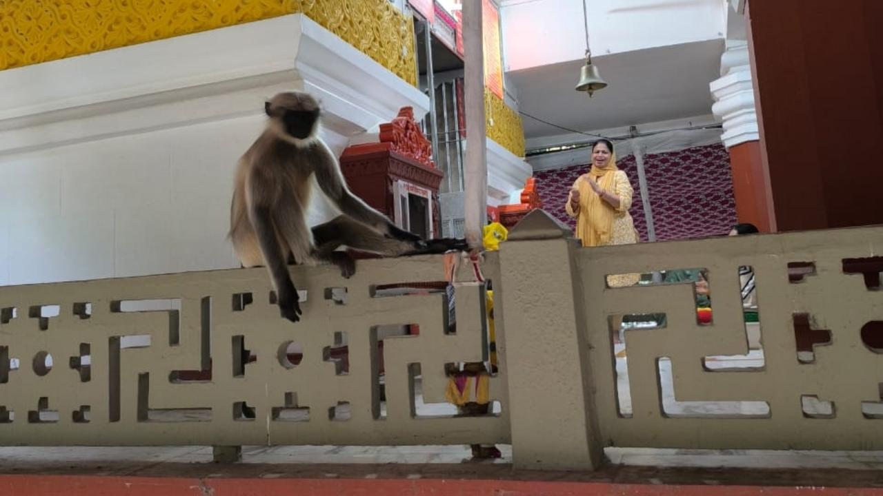 <p>Another student said, &ldquo;A friend spotted the langur entering a food joint outside the campus, sparking panic among customers. The forest department must rescue the langur to prevent human-wildlife conflict and release it back into its natural environment.&rdquo;</p>
