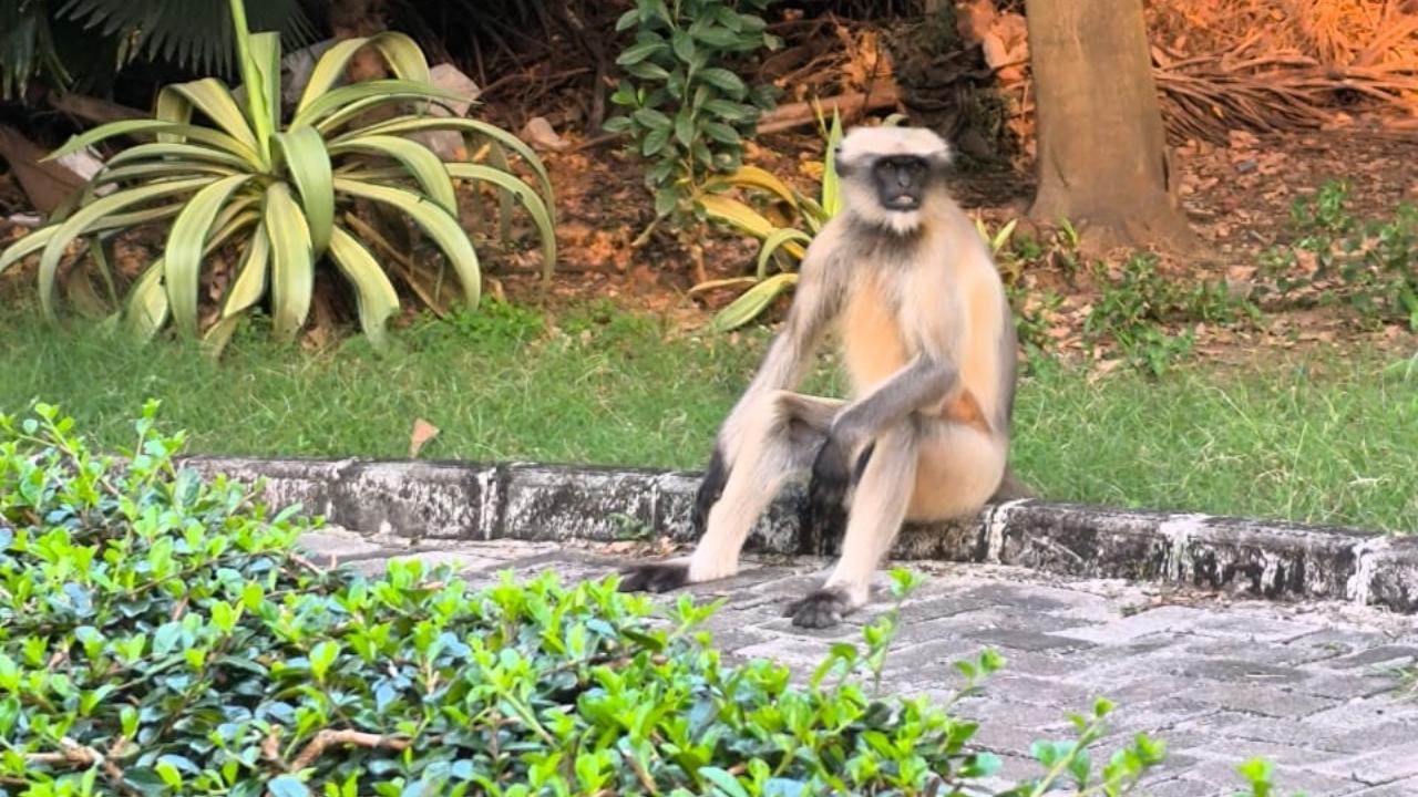<p>According to sources, the langur has been seen approaching a particular man, whom the primate that haunted the campus earlier would also be seen around, leading people to believe it might be the same animal.</p>