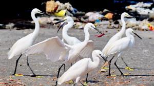 Mumbai Diary: Sunday Dossier