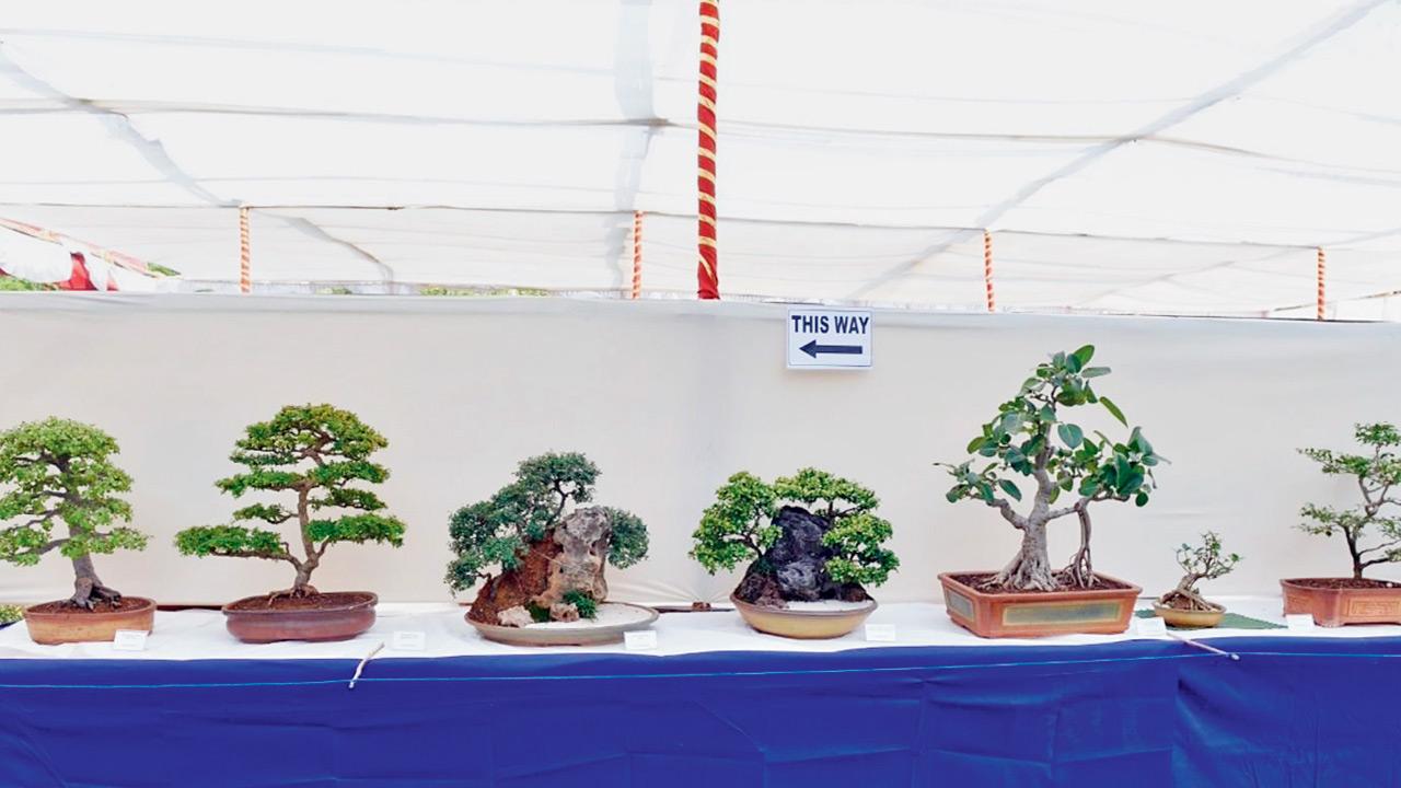 Bonsai plants on display at a previous edition. PIC COURTESY/Sujata Bhat