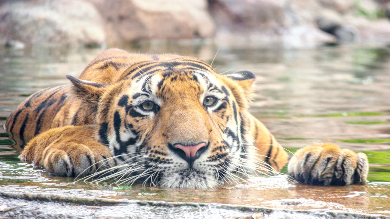 Autopsy reveals pneumonia killed Byculla Zoo tiger Shakti; final report awaited