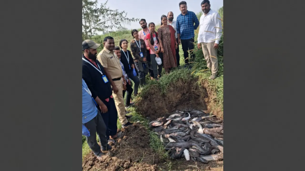 Maharashtra cracks down on illegal African catfish farming in Ujani
