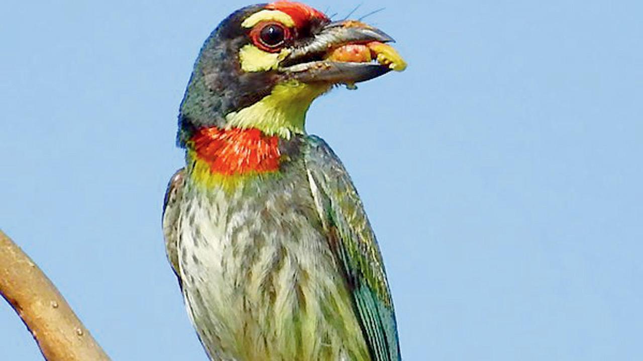 Coppersmith Barbet