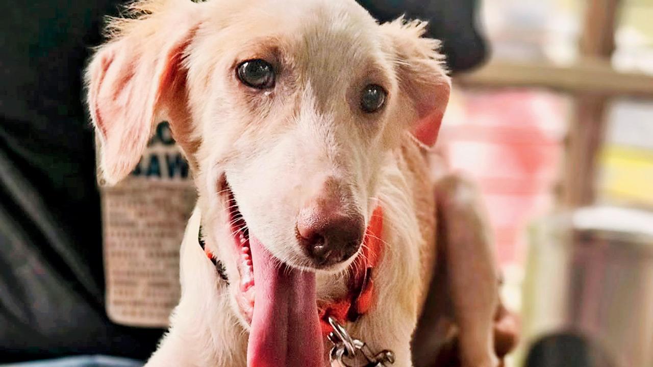 The adoptathon will have over 200 healthy, vaccinated pups and kittens up for adoption. Pic Courtesy/@worldforallanimaladoptions