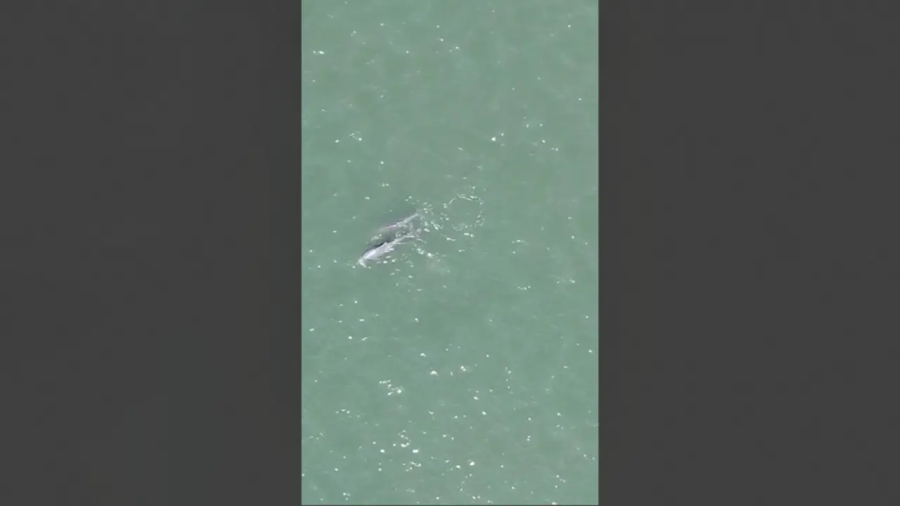 Indian Ocean humpback dolphins spotted along Raigad coast