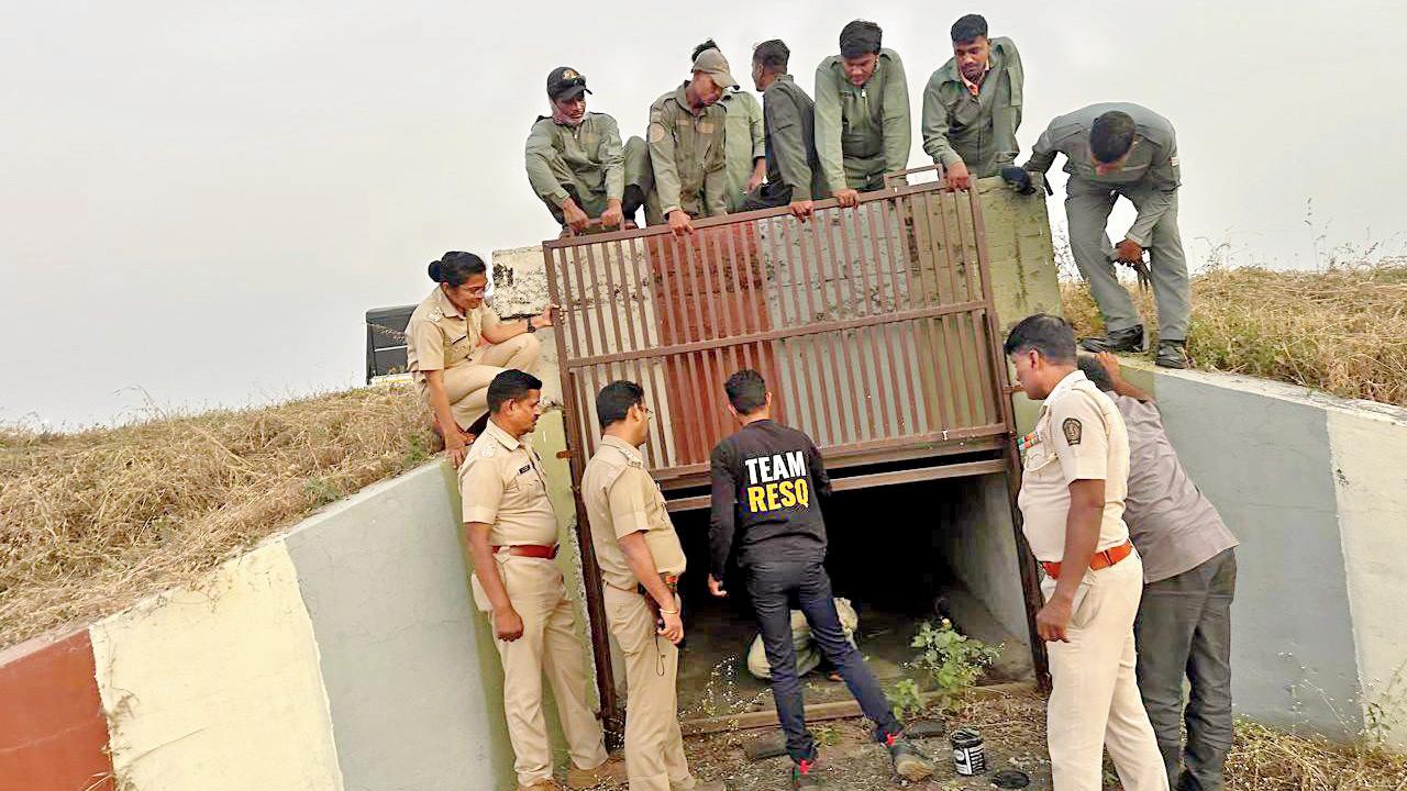 Maharashtra: Fake leopard video sparks panic at Pune University