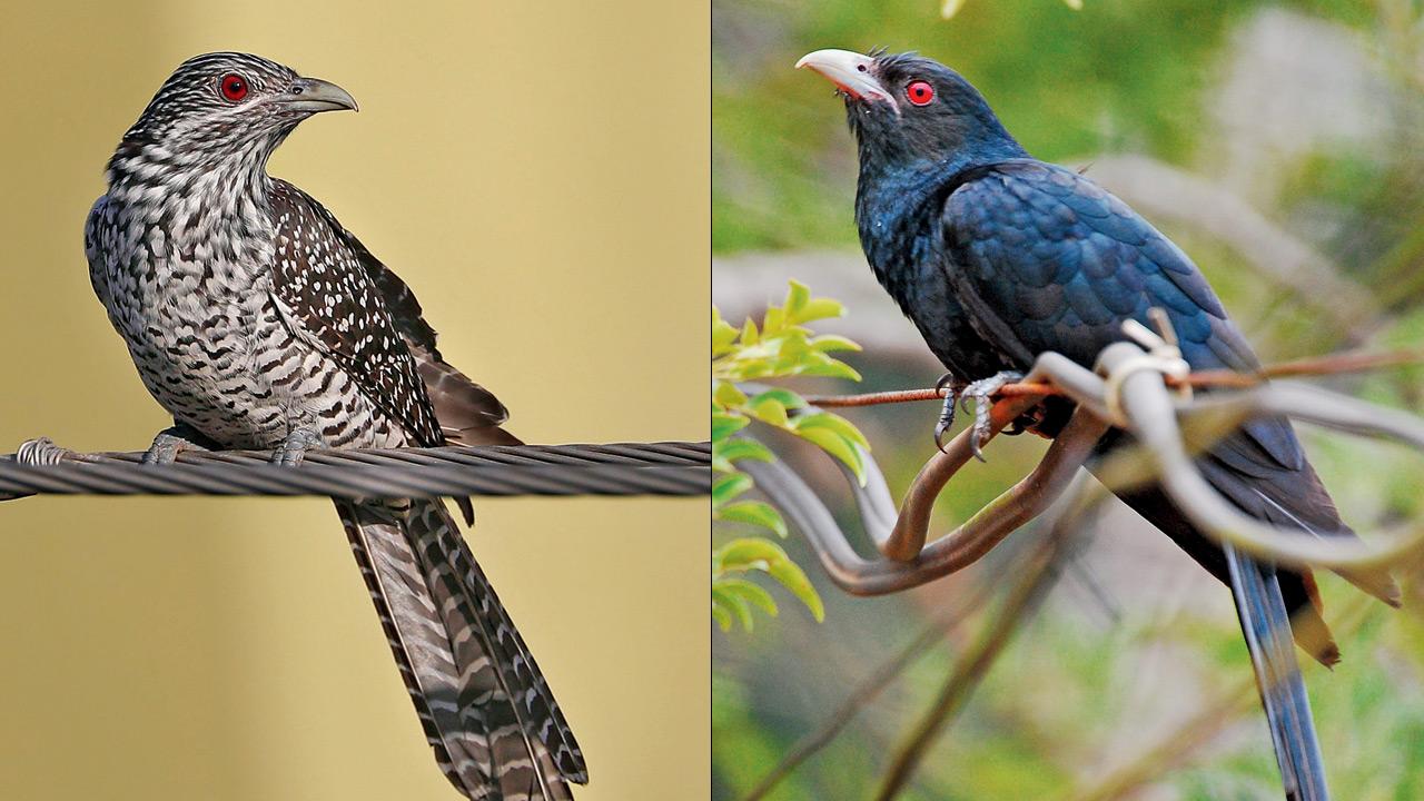 Female Koel and Male Koel