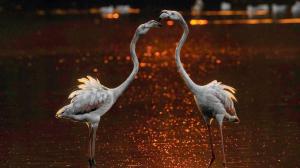 Dr Ramakanta Panda’s wildlife photography exhibition opens at Kala Ghoda