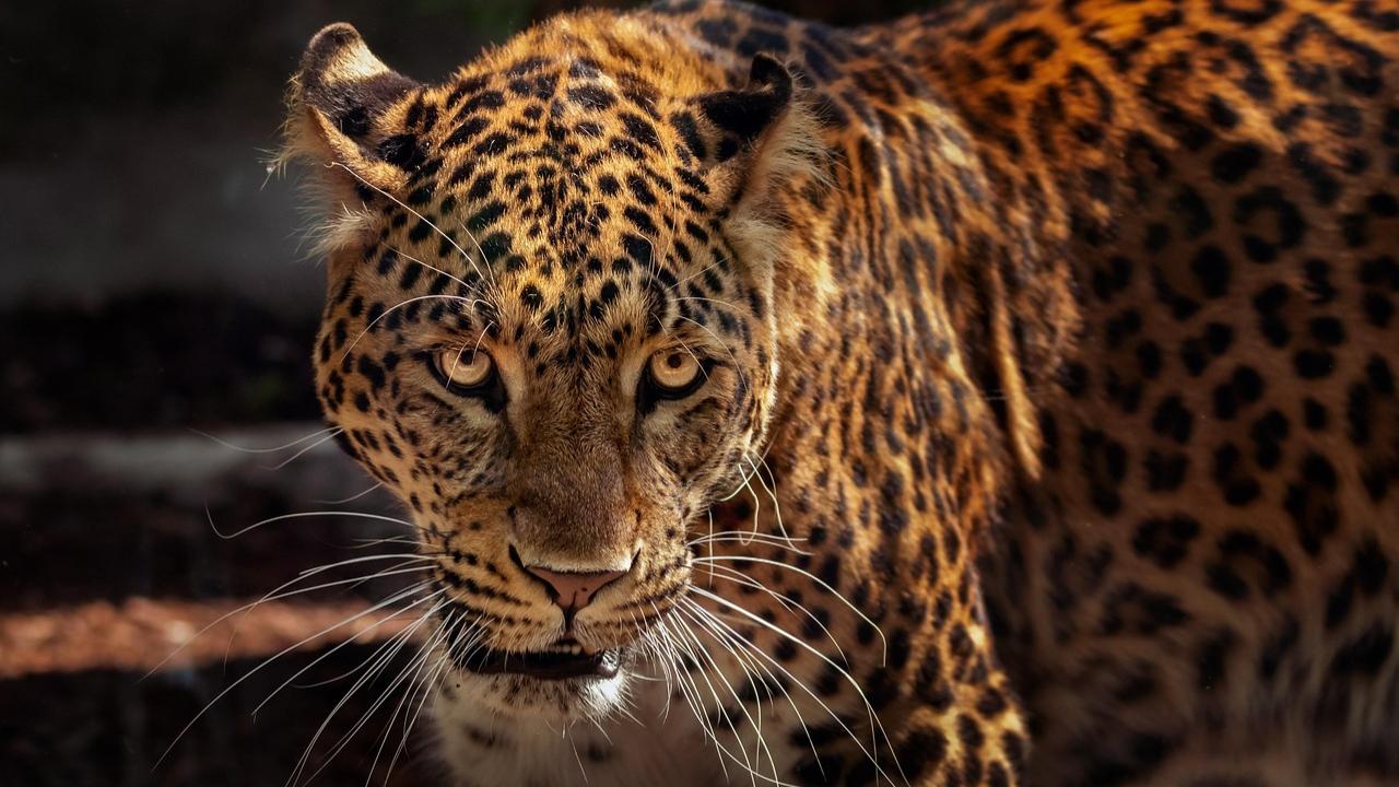 The goals of International Jaguar Day include safeguarding jaguar habitats, encouraging coexistence with local communities, and supporting conservation programmes. The day advocates urgent action against deforestation, habitat fragmentation and illegal wildlife trafficking.