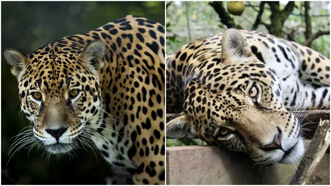 Jaguars are are native to the Americas. Photos Courtesy: File pic