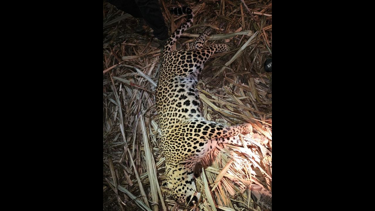 Leopard suspected of killing three people shot dead in Pune’s Shirur Pic/Special Arrangement