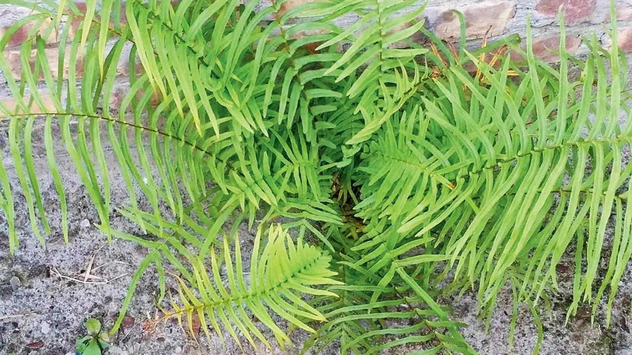 This new method uses ‘hyperaccumulator’ plants to draw metals out of the soil. REPRESENTATION PIC/GETTY IMAGES 