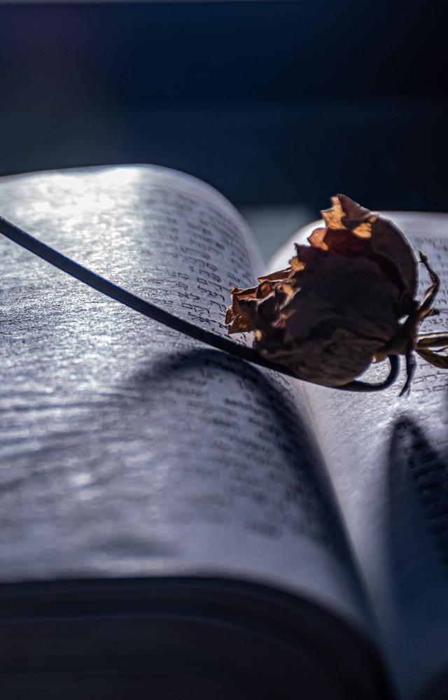 Louisa May Alcott`s Birthday: 5 lesser-known facts