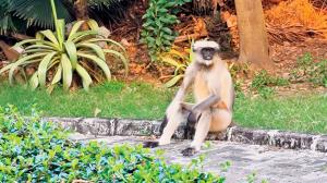 Mumbai: Monkey business is back in session at Andheri’s Bhavan’s College