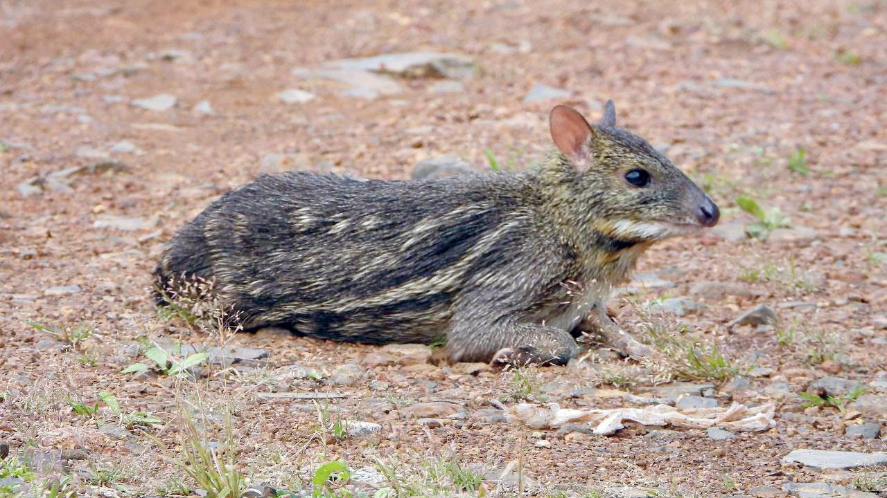 Rare Indian mouse deer photographed at Tungareshwar Wildlife Sanctuary in Vasai The Indian mouse deer is listed as a species of ‘Least Concern’. PIC/ROVHIN TODANKAR AND YOGESH KEKANE