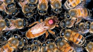 Deepa Padmanabhan’s new book on our hidden housemates