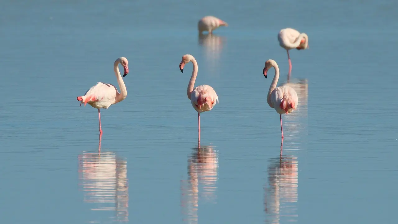 Foreign migratory birds return to Sambhar Lake