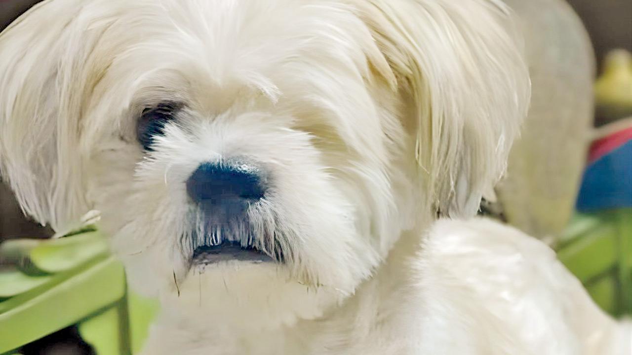 Mumbai: Elderly, near-blind dog, mobile phones stolen from Andheri home